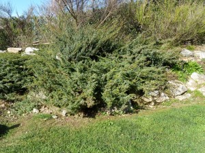 Juniperus_alpina (1)